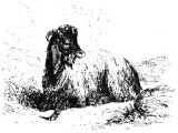 Syrian Goat (Capra mambrica) Heb. `eZ (She Goat), `aTUD, TsaPhIR, TISh (all He Goat), GeDI (kid) Ssa`IR (Hairy Goat).